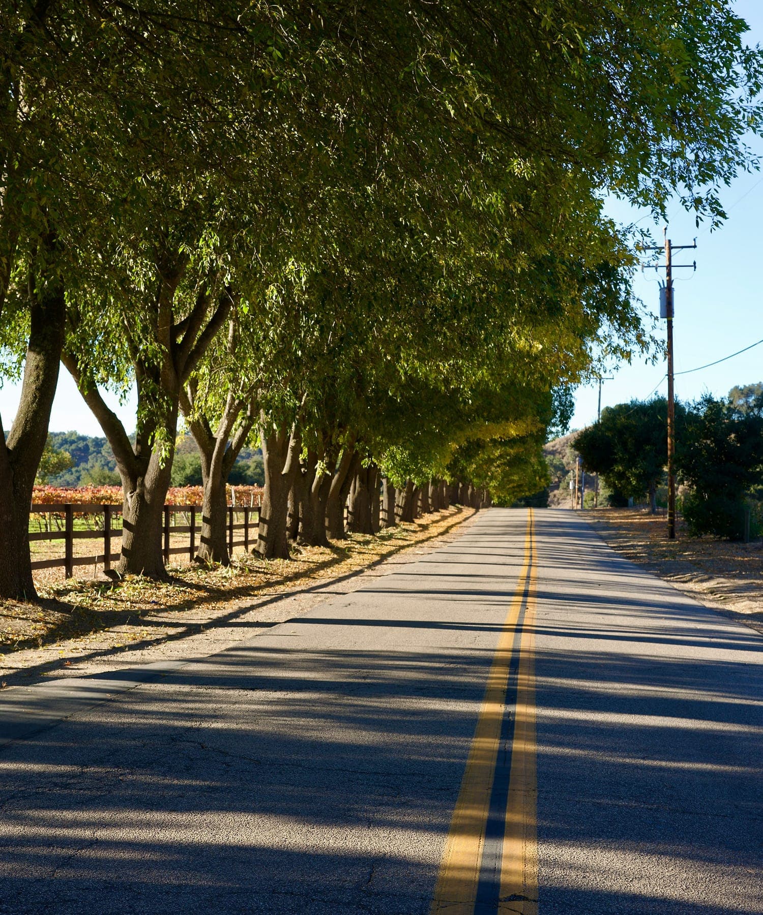 Tree-lined rural road in Butte County.