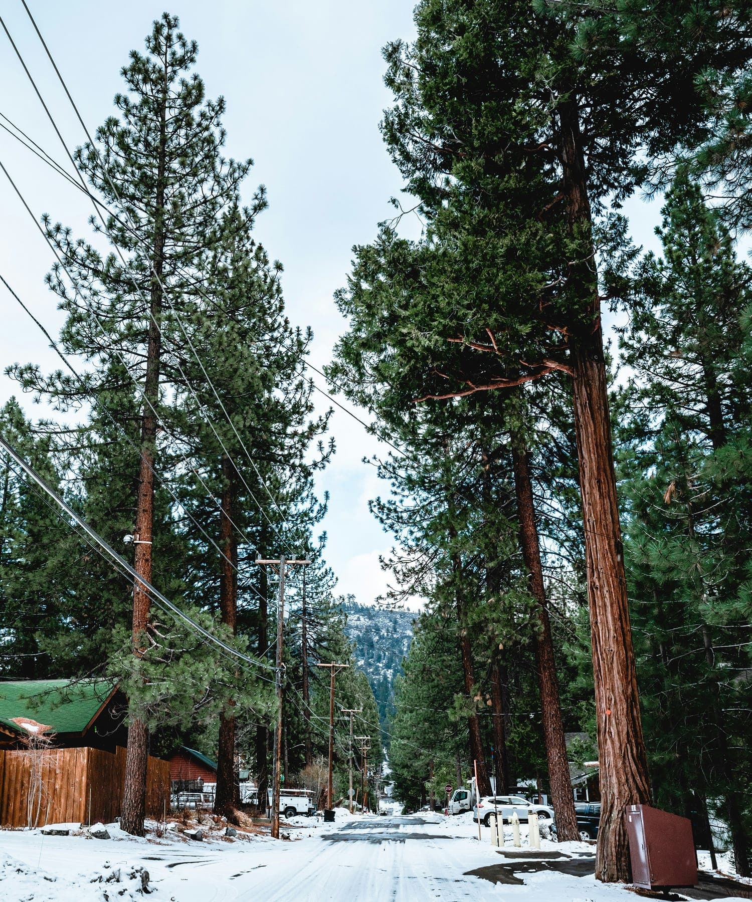 Pine-lined utility road in Nevada County.