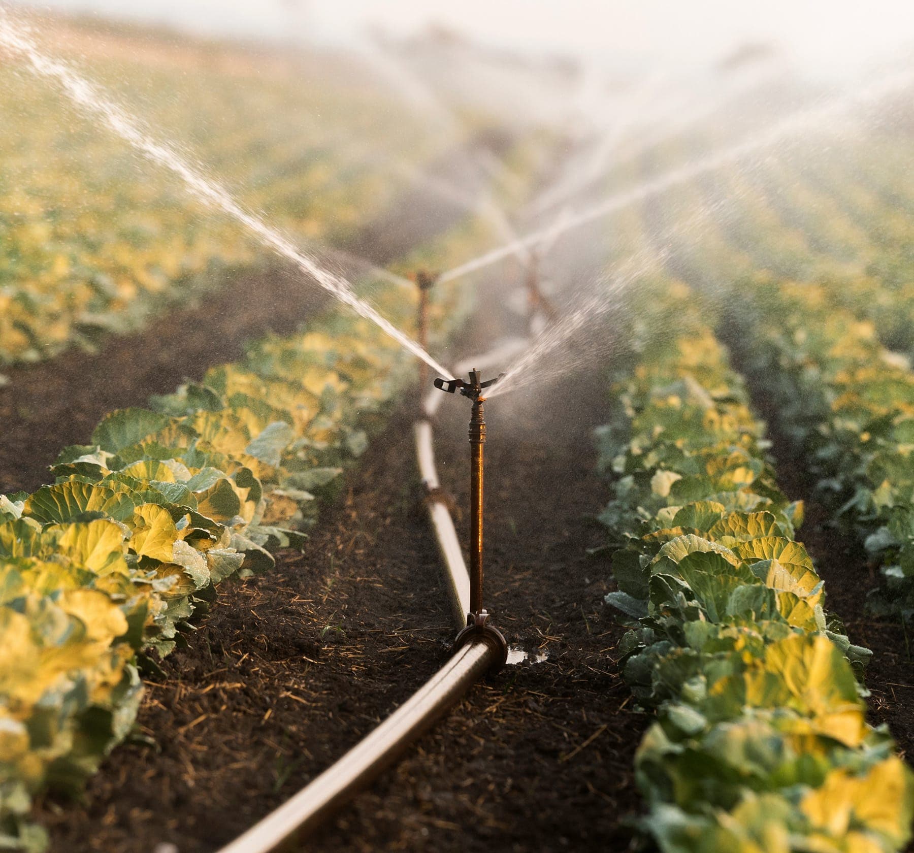 Crop irrigation sprinkler running in Sutter County.