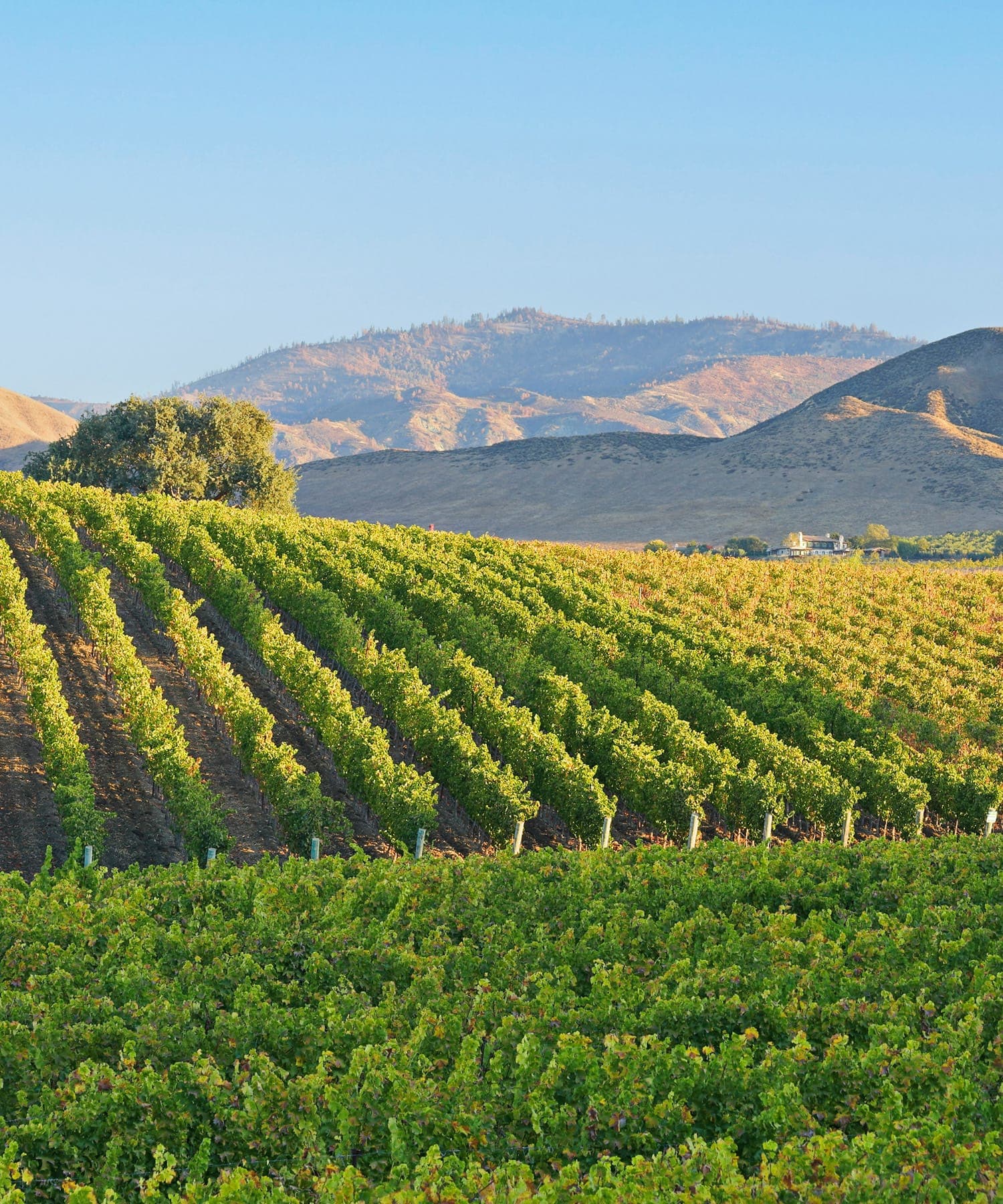 Vineyard rows with foothills in Yuba County.