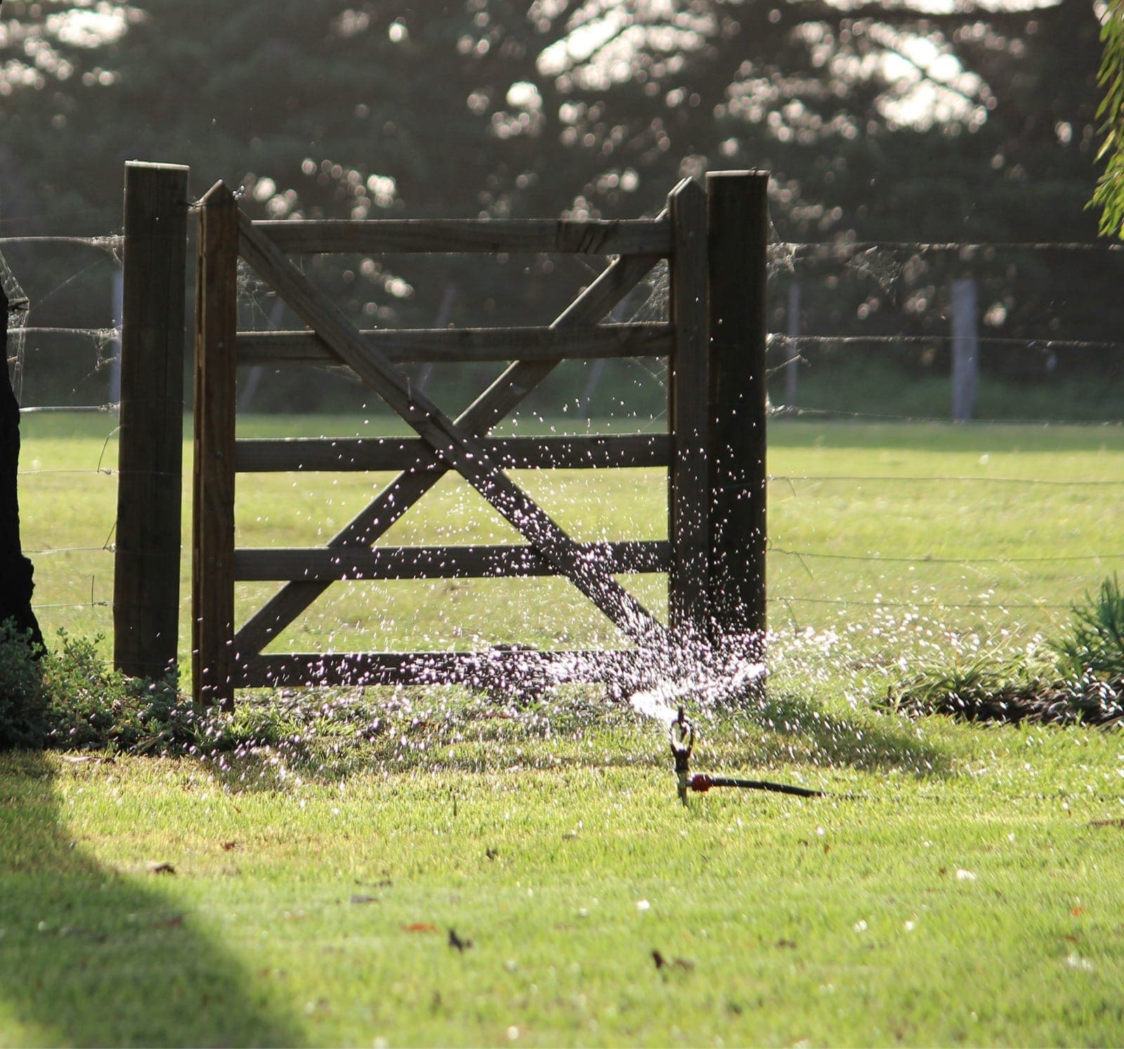 Active lawn sprinkler spraying near a wooden gate.