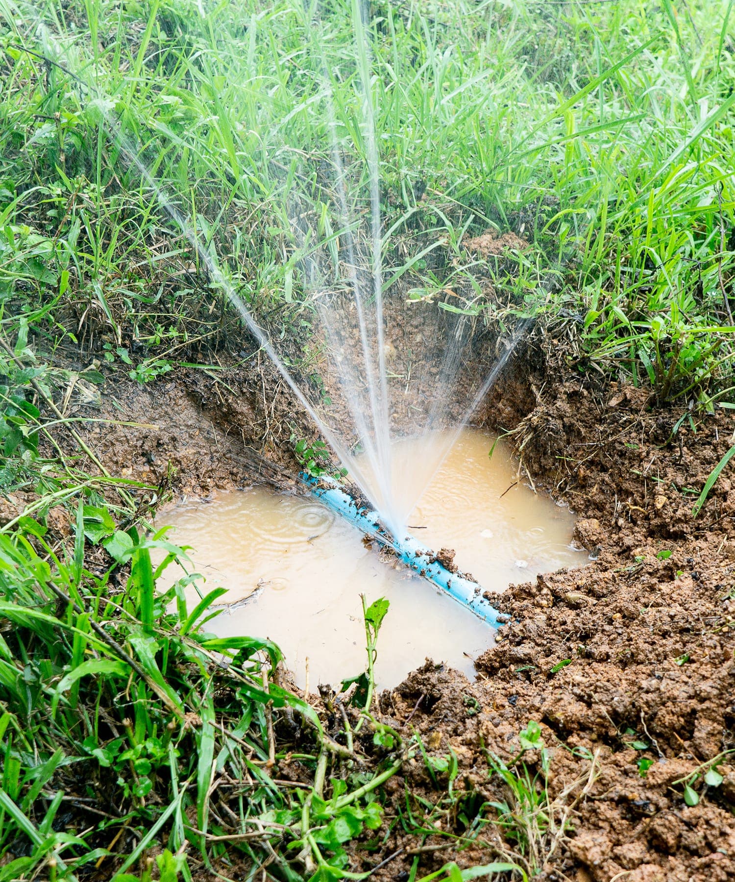 Broken irrigation line spraying water into grass.