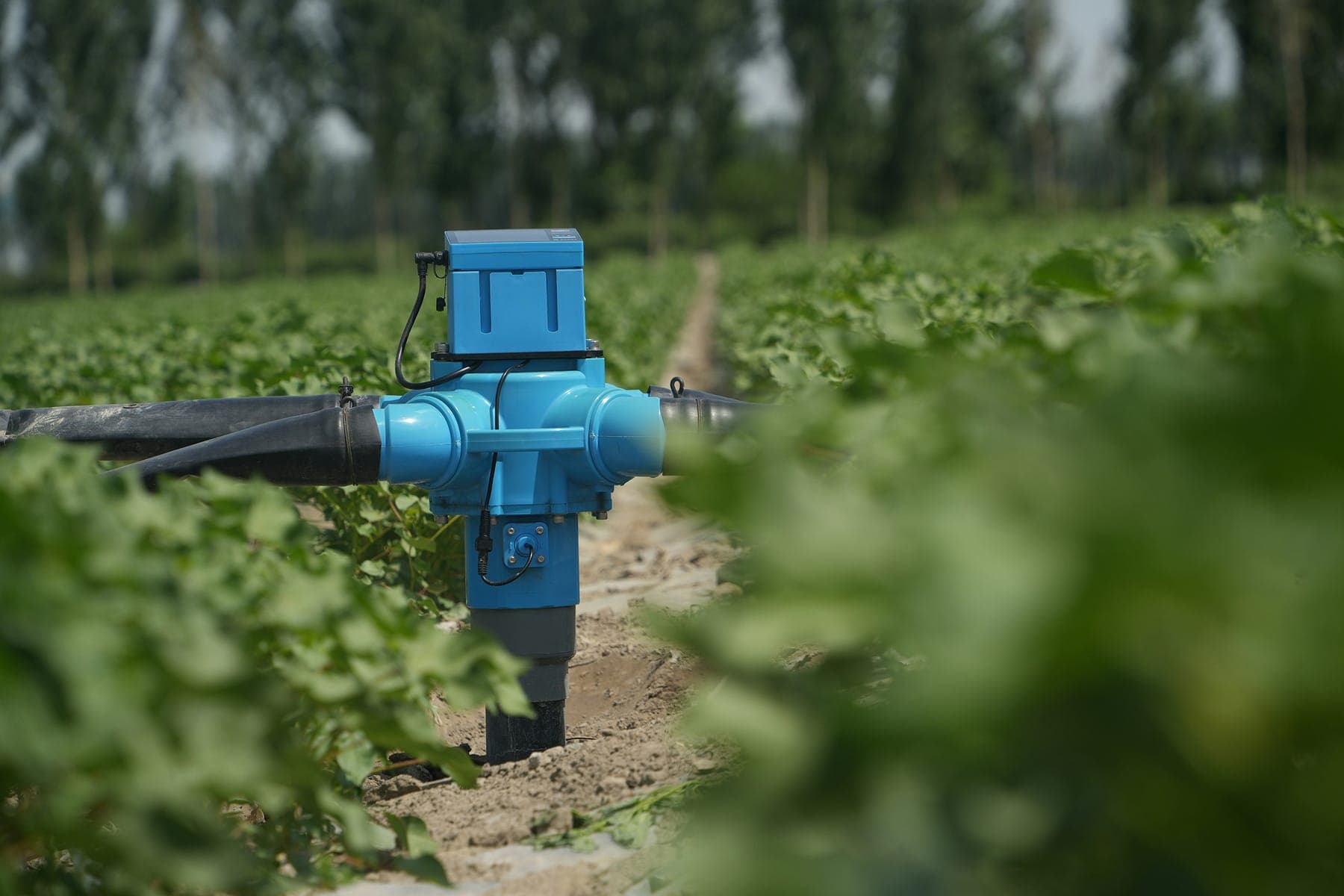 Blue irrigation control valve installed between crop rows.